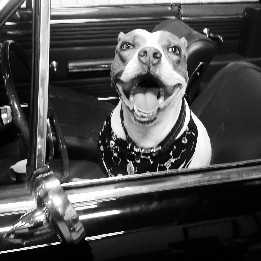 Maddie, a Staffordshire terrier mix, sitting in the driver's seat of a classic car.